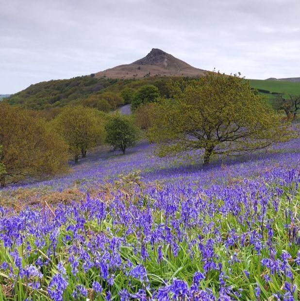 Roseberry topping taken from a way away. In the mid-ground there are low trees and in the foreground is a field of bluebells. Photo Credit: Trevor Pye on Unsplash